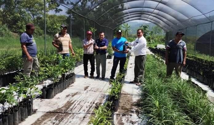 UN ÉXITO, ENTREGA DE ÁRBOLES EN ATOYAC