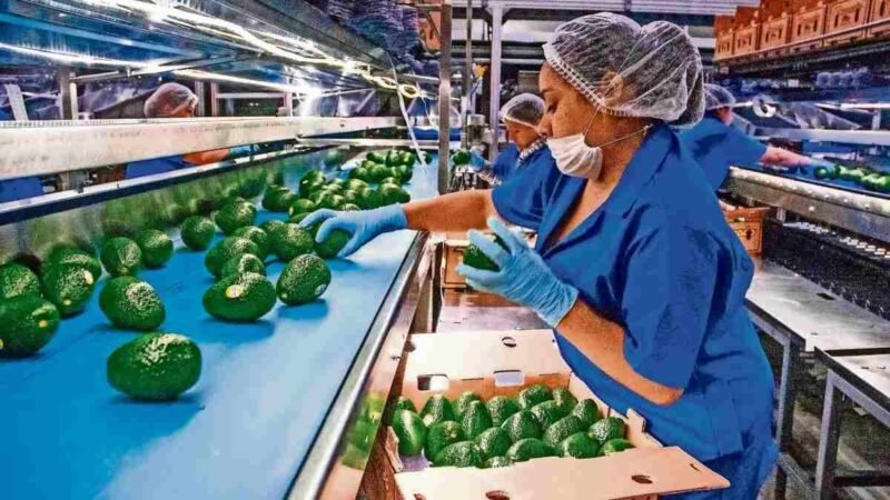 COMERCIANTES DENUNCIAN AUMENTO DEL 40 % EN PRECIO DEL AGUACATE POR LA VIOLENCIA