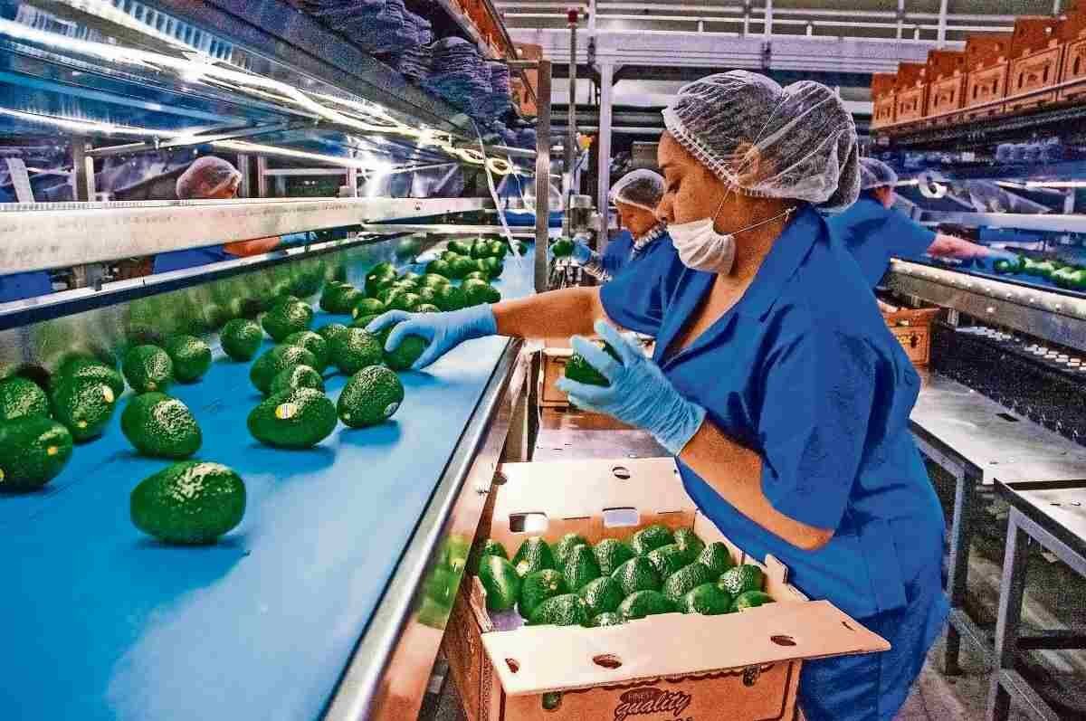 COMERCIANTES DENUNCIAN AUMENTO DEL 40 % EN PRECIO DEL AGUACATE POR LA VIOLENCIA