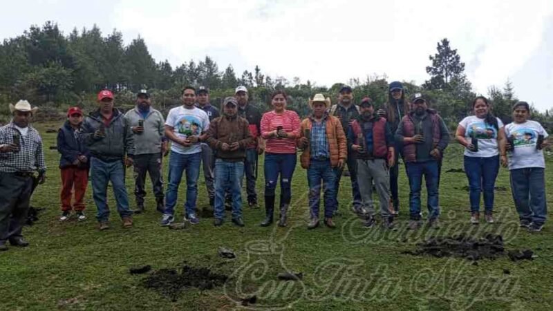 REFORESTAN EN CALCAHUALCO
