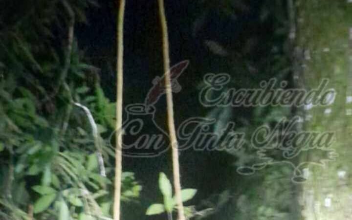 LO ENCUENTRAN COLGADO DE UN ÁRBOL