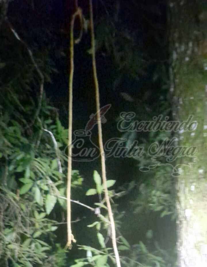 LO ENCUENTRAN COLGADO DE UN ÁRBOL