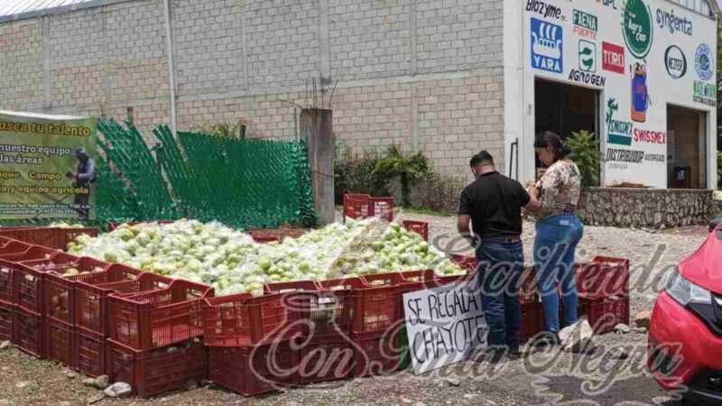 PRECIOS DEL CHAYOTE POR LOS SUELOS; PREFIEREN REGALARLO