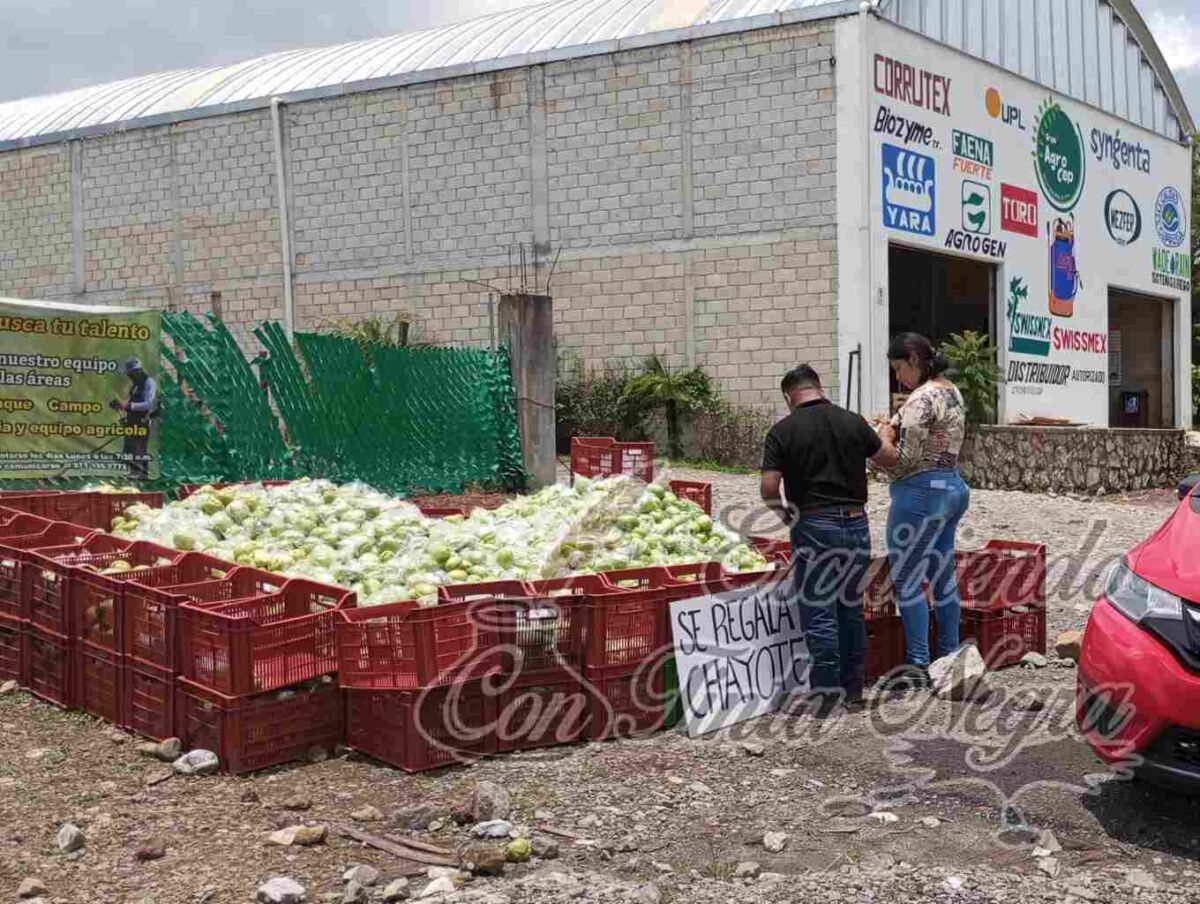 PRECIOS DEL CHAYOTE POR LOS SUELOS; PREFIEREN REGALARLO