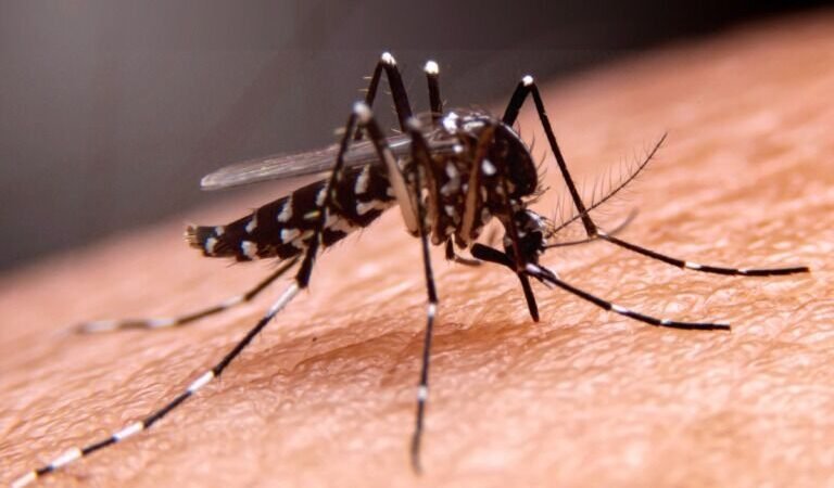 GUERRERO, MORELOS Y TABASCO ENCABEZAN LA LISTA DE ESTADOS MÁS AFECTADOS DE DENGUE