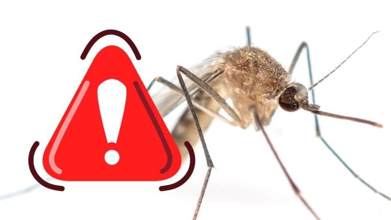 NAYARIT GASTA 4 MILLONES DE PESOS DIARIOS EN ESTRATEGIA FALLIDA CONTRA EL DENGUE