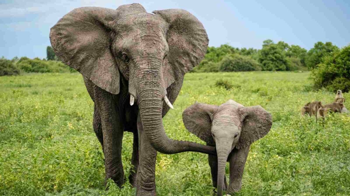 NAMIBIA SACRIFICARÁ 723 ANIMALES PARA ALIMENTAR A SU POBLACIÓN