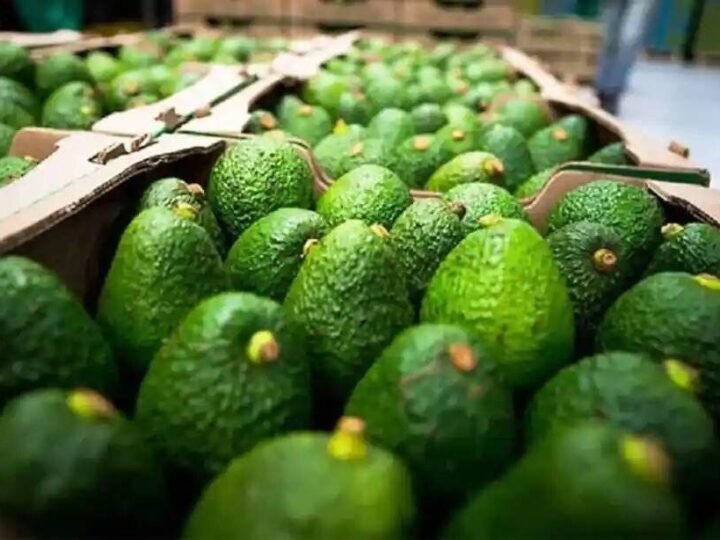 MÉXICO Y EU ACUERDAN QUE SADER SUPERVISE HUERTOS DE AGUACATE PARA EXPORTACIÓN