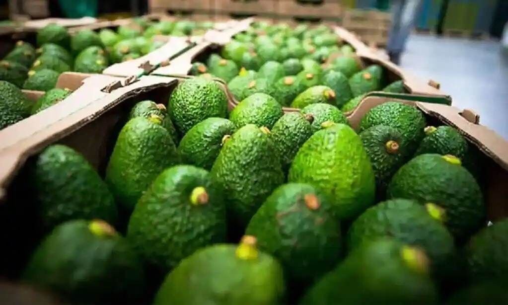 MÉXICO Y EU ACUERDAN QUE SADER SUPERVISE HUERTOS DE AGUACATE PARA EXPORTACIÓN