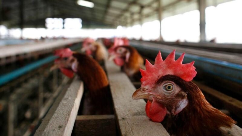 REGISTRAN CUATRO NUEVOS CASOS DE GRIPE AVIAR H5N1 EN HUMANOS EN ESTADOS UNIDOS