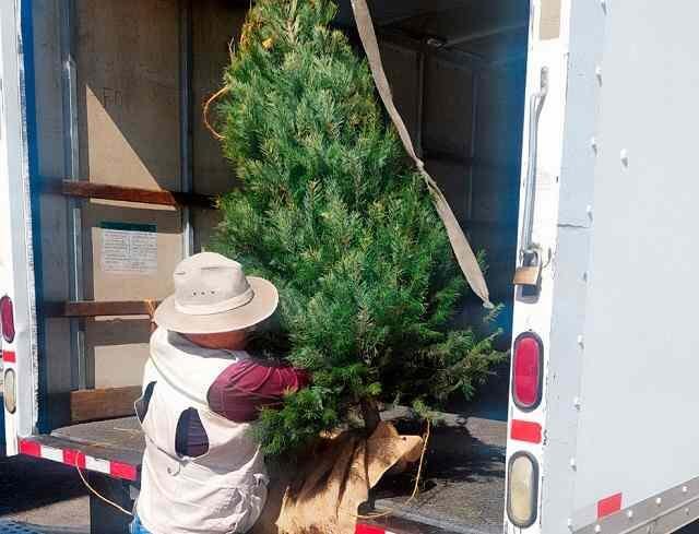 INICIA REVISIÓN DE ÁRBOLES DE NAVIDAD IMPORTADOS PARA EVITAR PLAGAS