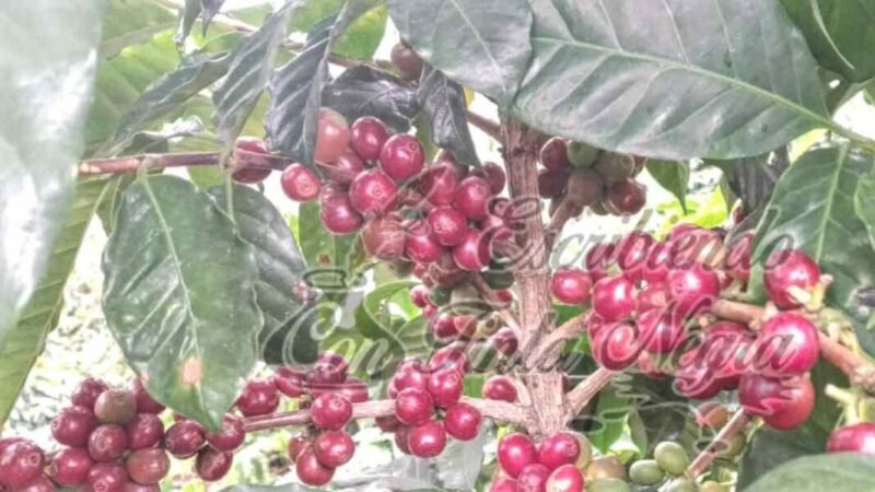 ARRANCA COSECHA DE CAFÉ EN ZONA DE HUATUSCO