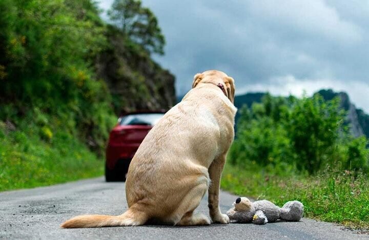 APRUEBAN REFORMAS PARA PROHIBIR MALTRATO A LOS ANIMALES