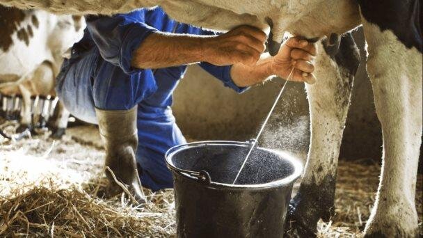 CALIFORNIA SUSPENDE LA DISTRIBUCIÓN DE LECHE CRUDA POR GRIPE AVIAR