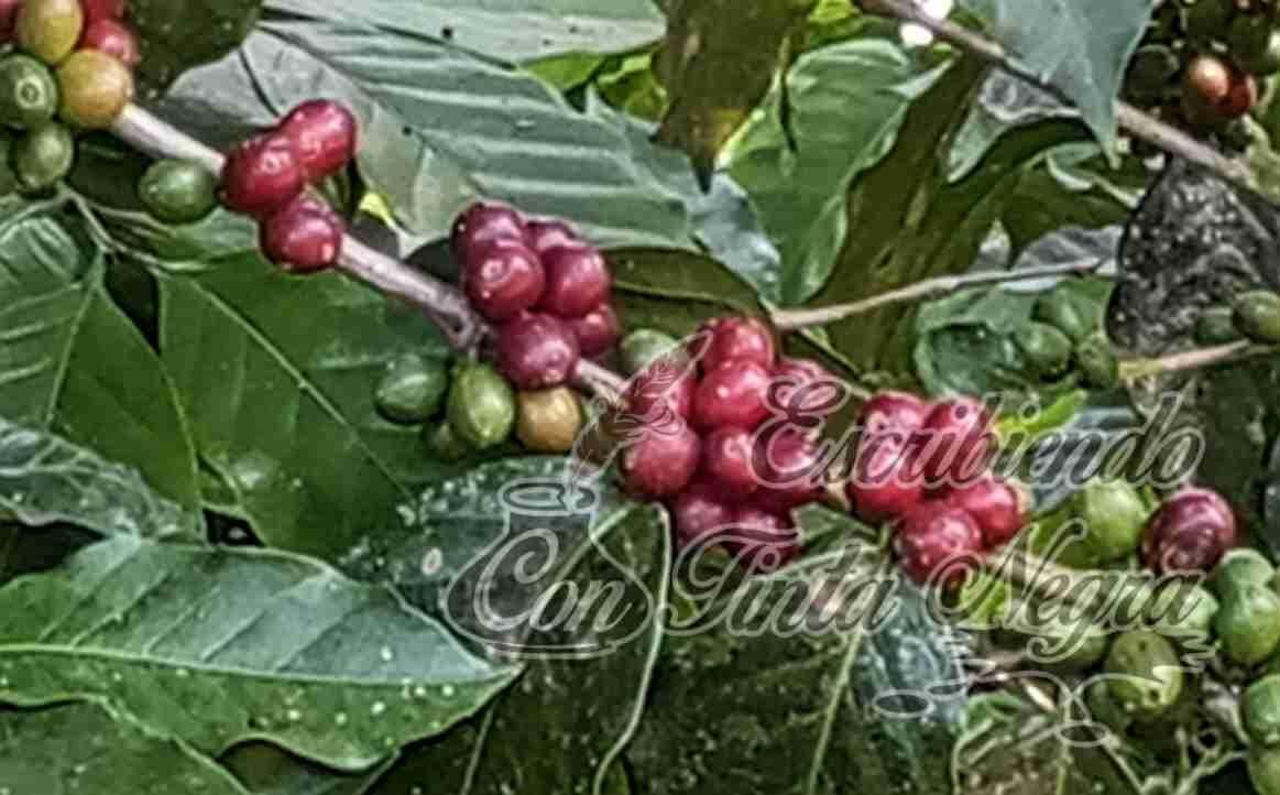 ALERTAN POR ROBOS DE CAFÉ EN HUATUSCO