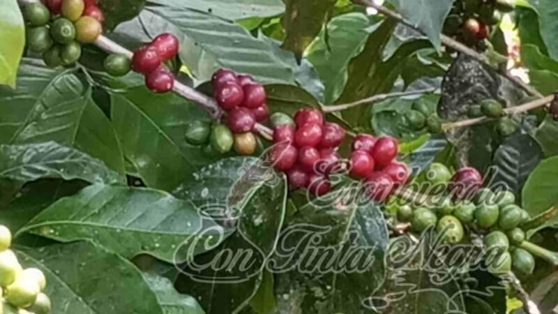 LLEGA LA BONANZA DEL CAFÉ ¡SUPERA LA BARRERA DE LOS 15 PESOS!