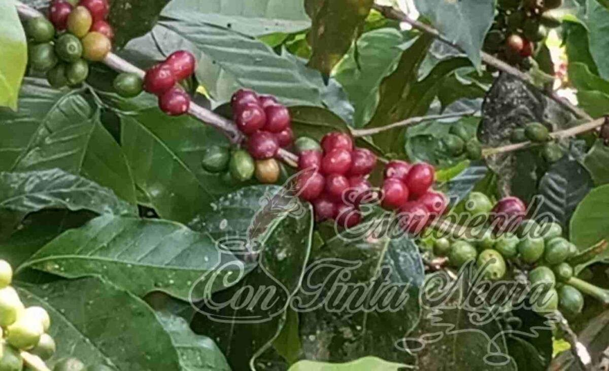 LLEGA LA BONANZA DEL CAFÉ ¡SUPERA LA BARRERA DE LOS 15 PESOS!