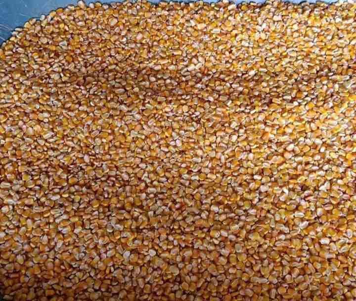 BUSCAN AUMENTAR PRODUCCIÓN DE MAÍZ A 10 TONELADAS POR HECTÁREA