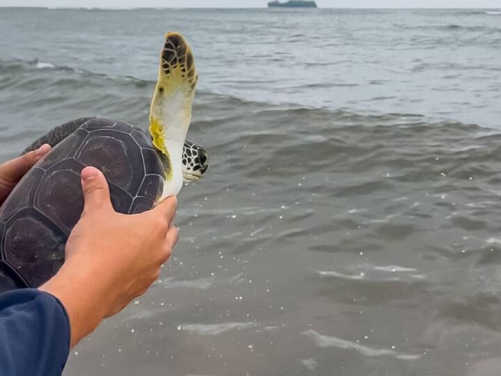 AQUARIUM Y PROFEPA LIBERAN TORTUGAS MARINAS