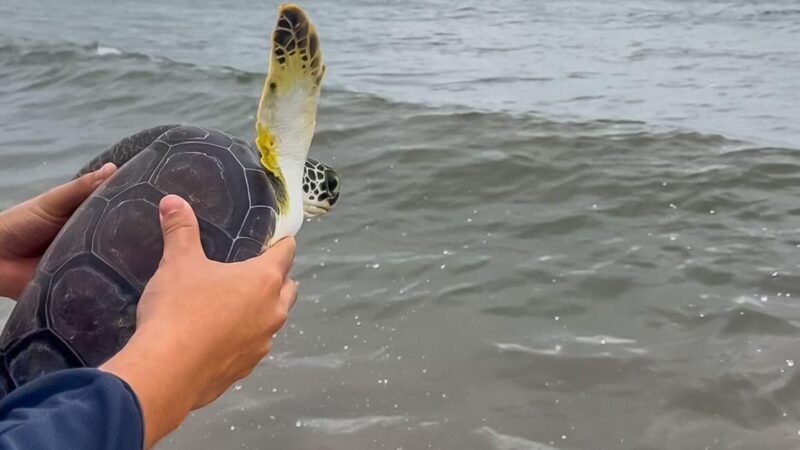 AQUARIUM Y PROFEPA LIBERAN TORTUGAS MARINAS