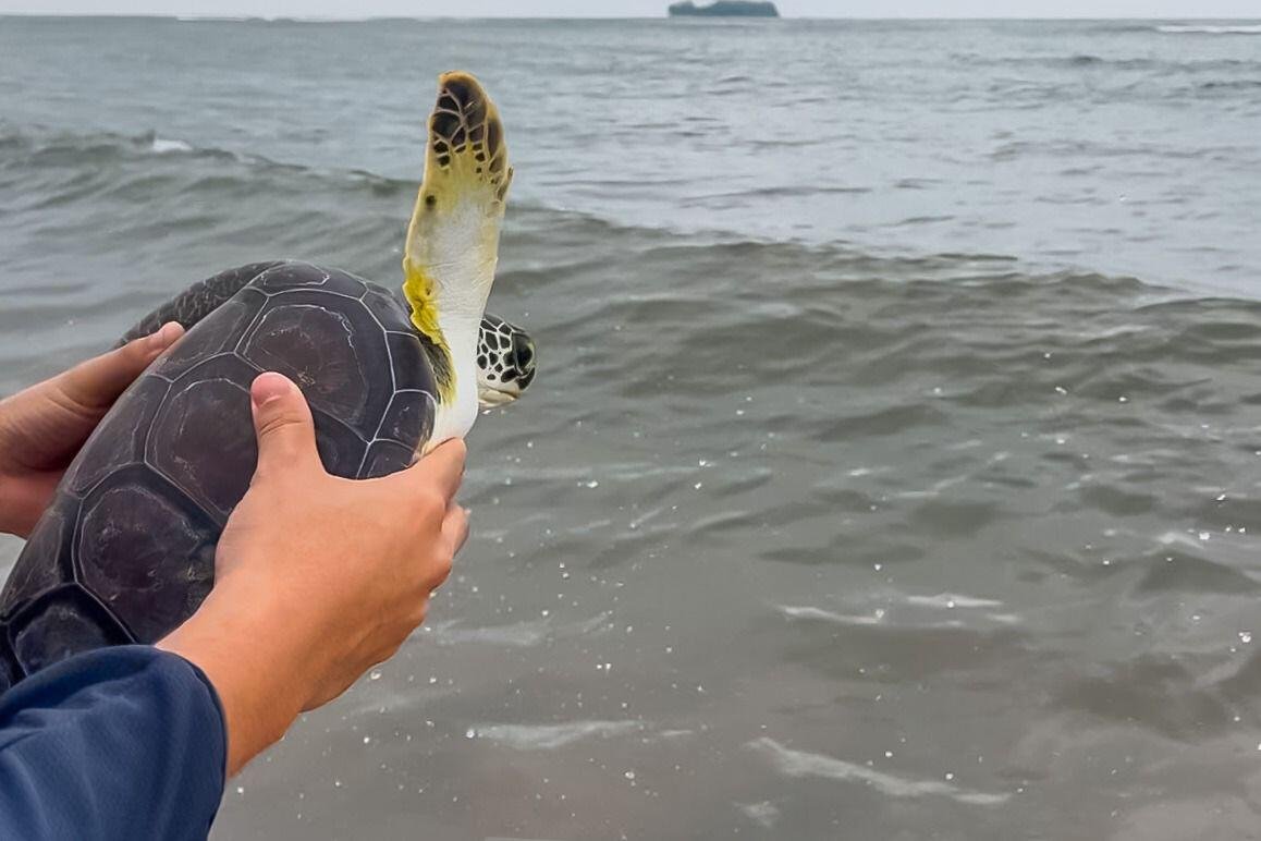 AQUARIUM Y PROFEPA LIBERAN TORTUGAS MARINAS