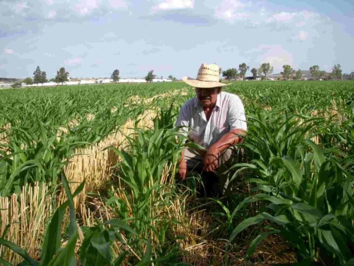 PRODUCTORES MEXICANOS LLAMAN AL ‘DIÁLOGO’ PARA EVITAR GUERRA COMERCIAL CON ESTADOS UNIDOS