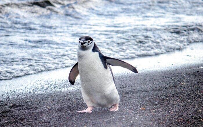 TRUMP IMPONE ARANCELES A ISLAS HABITADAS ¡SOLO POR PINGÜINOS Y FOCAS!