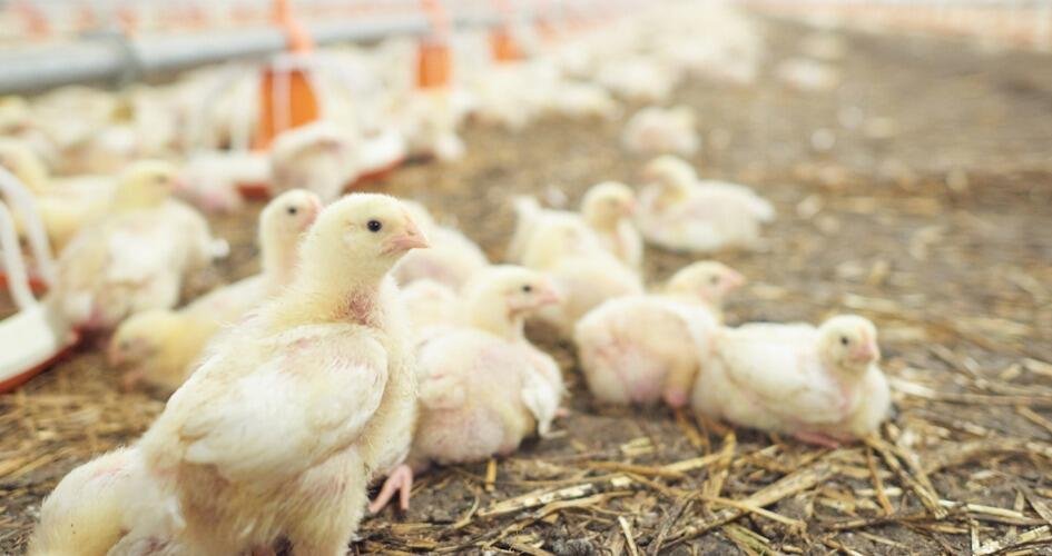 PROTOCOLO SANITARIO ANTE PRESENCIA DE INFLUENZA AVIAR EN GRANJA DE NUEVO LEÓN
