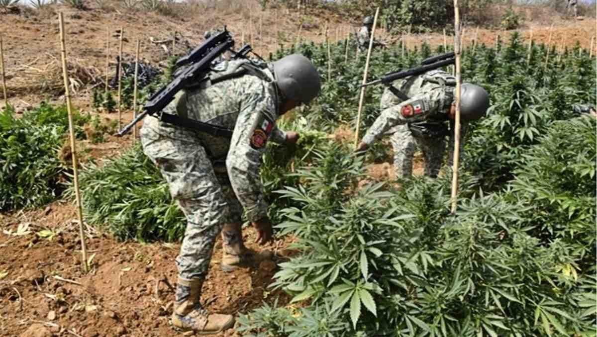 DEFENSA DESTRUYE 146 PLANTÍOS DE AMAPOLA Y 57 DE MARIHUANA EN 6 ESTADOS