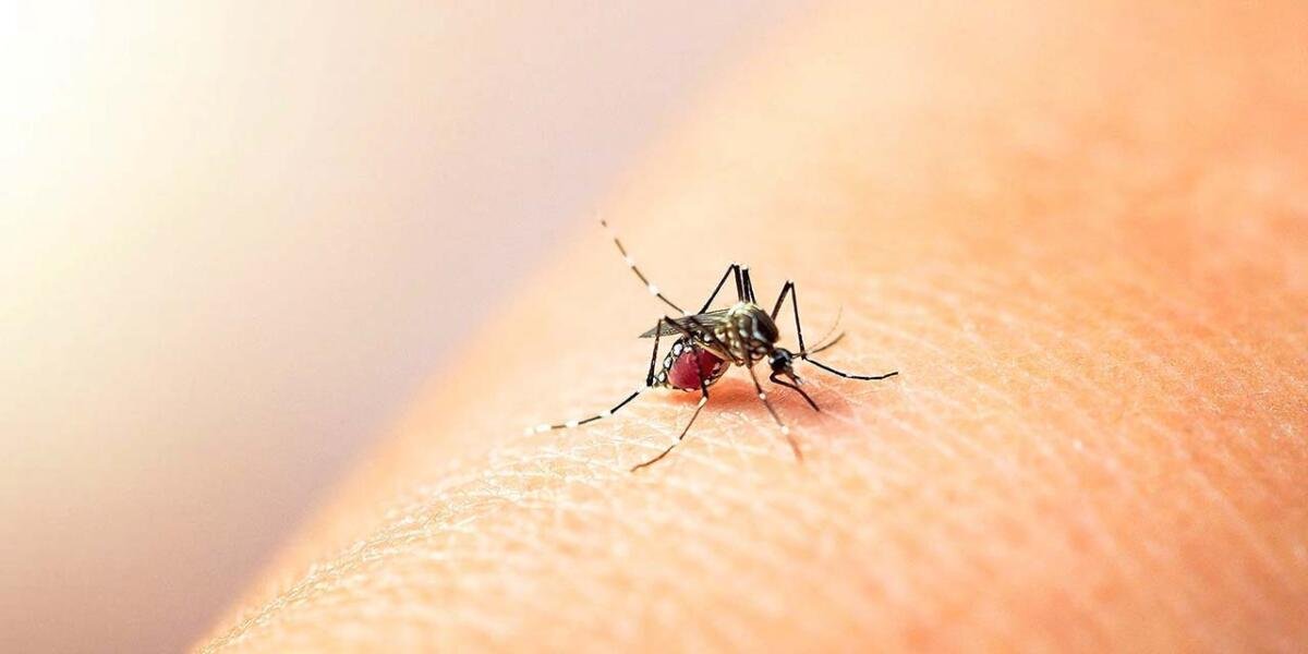 SUMAN 3 MIL CASOS DE DENGUE EN MÉXICO