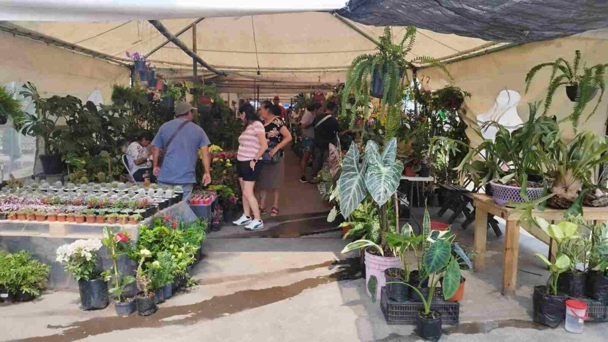 FLORICULTORES REALIZAN VENTA DEL DÍA DE LAS MADRES