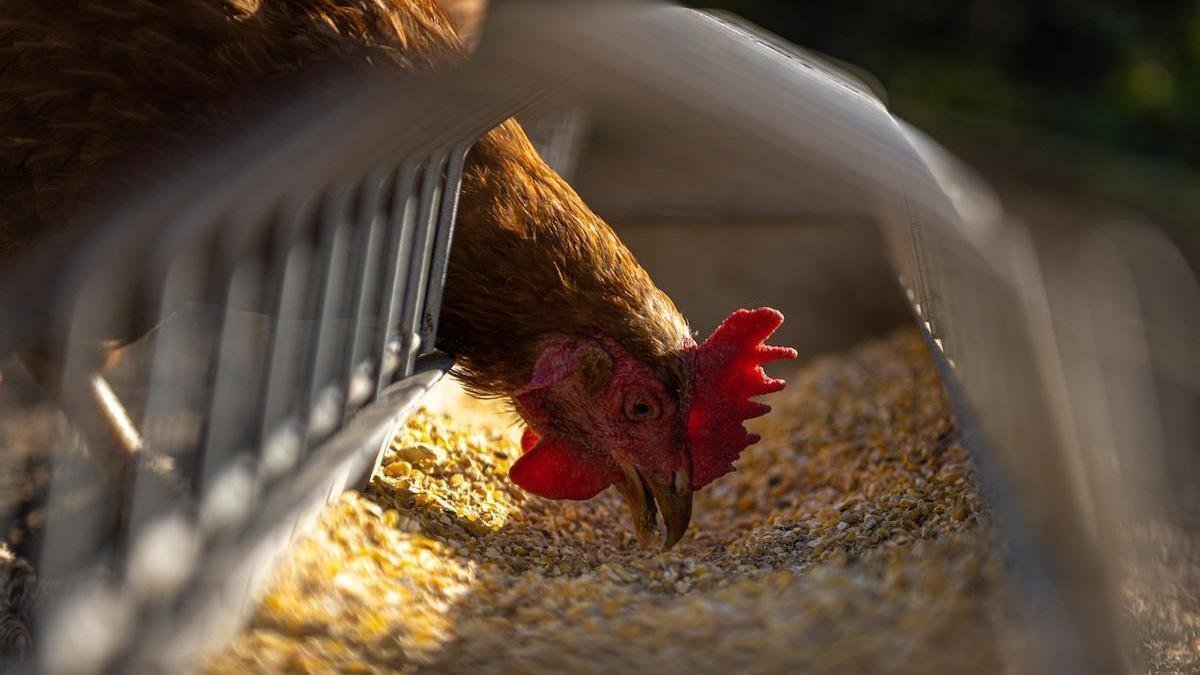 POR GRIPE AVIAR 21 PAÍSES SUSPENDIERON LAS COMPRAS DE POLLO A BRASIL
