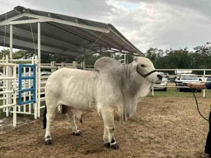 GUSANO BARRENADOR SE EXTIENDE AL ORIENTE DE YUCATÁN