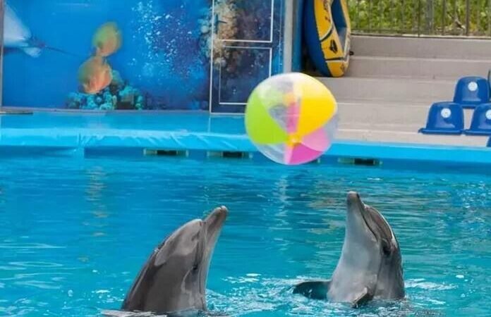 SENADO APRUEBA REFORMA PARA PROHIBIR USO DE ANIMALES MARINOS EN ESPECTÁCULOS