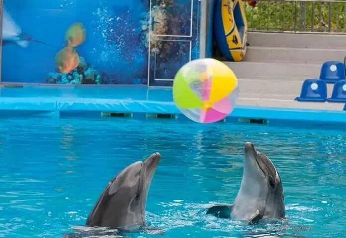 SENADO APRUEBA REFORMA PARA PROHIBIR USO DE ANIMALES MARINOS EN ESPECTÁCULOS