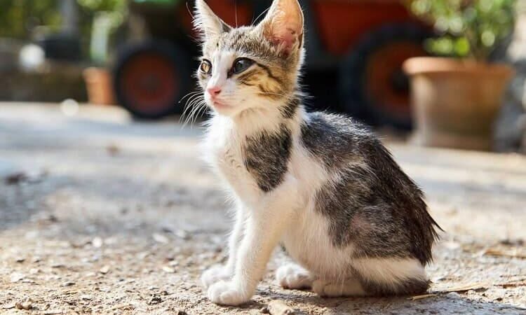 GUSANO BARRENADOR EN  2 GATOS Y UN BÚFALO DE AGUA