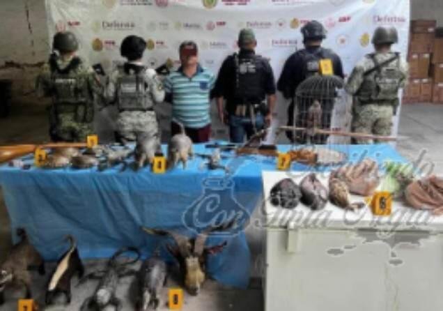 CAPTURAN A HOMICIDA; LE DECOMISAN ARMAS Y ANIMALES DISECADOS
