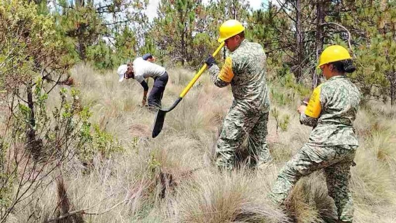 AHORA LAS PLAGAS AMENAZAN AL PARQUE NACIONAL PICO DE ORIZABA
