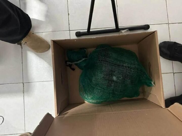 CAE PRESUNTO TRAFICANTE DE MONOS Y GUACAMAYAS EN CHIAPAS