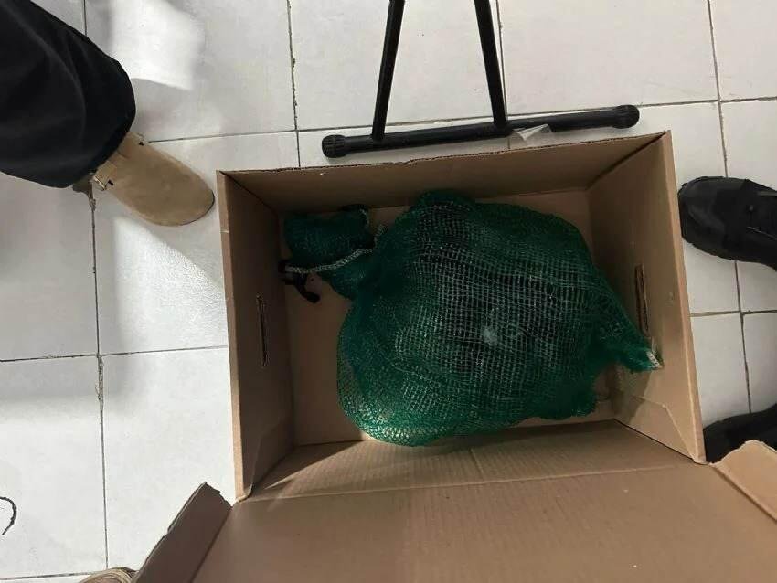 CAE PRESUNTO TRAFICANTE DE MONOS Y GUACAMAYAS EN CHIAPAS