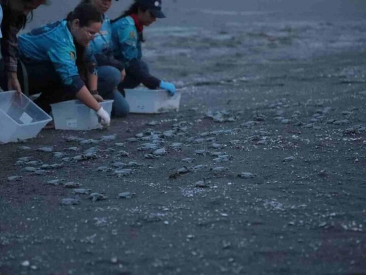 LIBERAN A TORTUGAS