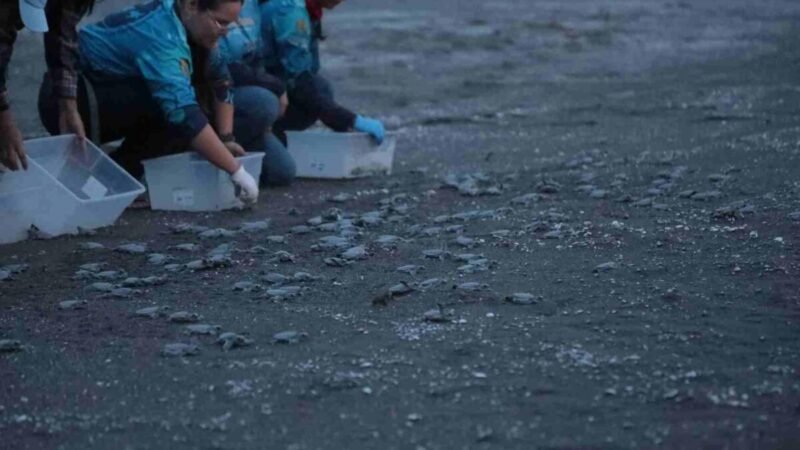 LIBERAN A TORTUGAS