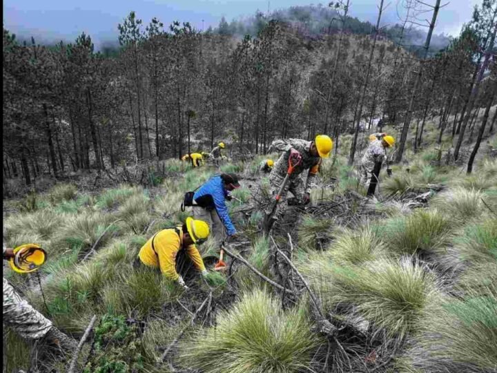 EMPRENDEN MEGA REFORESTACIÓN EN EL PICO DE ORIZABA