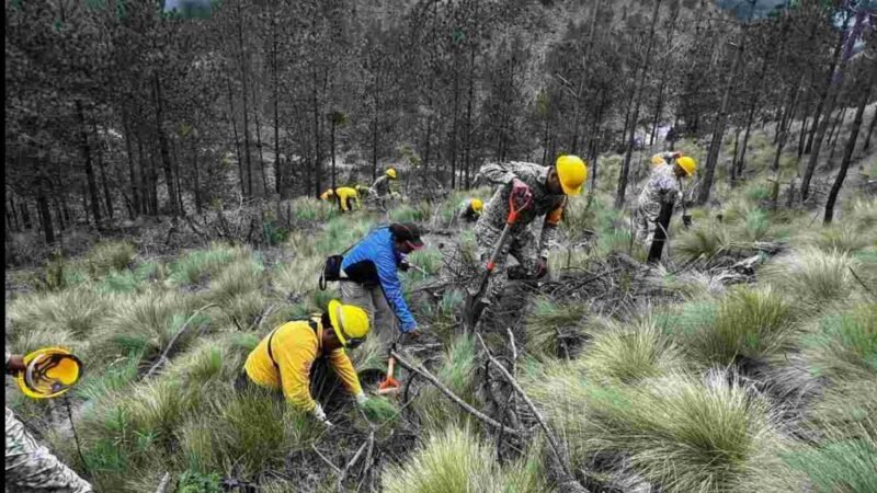EMPRENDEN MEGA REFORESTACIÓN EN EL PICO DE ORIZABA