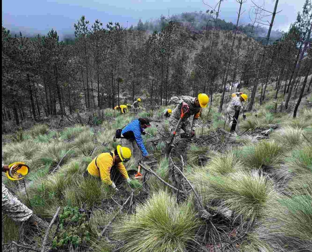 EMPRENDEN MEGA REFORESTACIÓN EN EL PICO DE ORIZABA