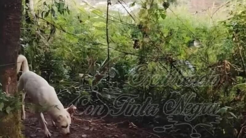 ABANDONAN CUERPO DE RECIEN NACIDO