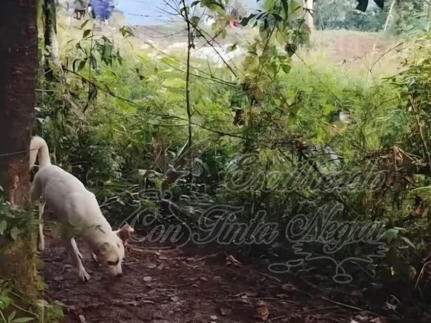 ABANDONAN CUERPO DE RECIEN NACIDO