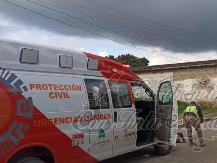 ATACAN ABEJAS A SENECTO