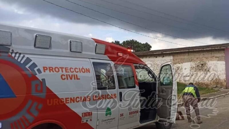 ATACAN ABEJAS A SENECTO