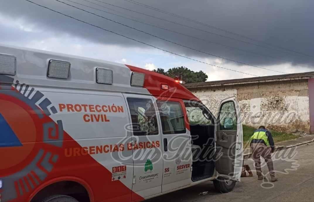 ATACAN ABEJAS A SENECTO